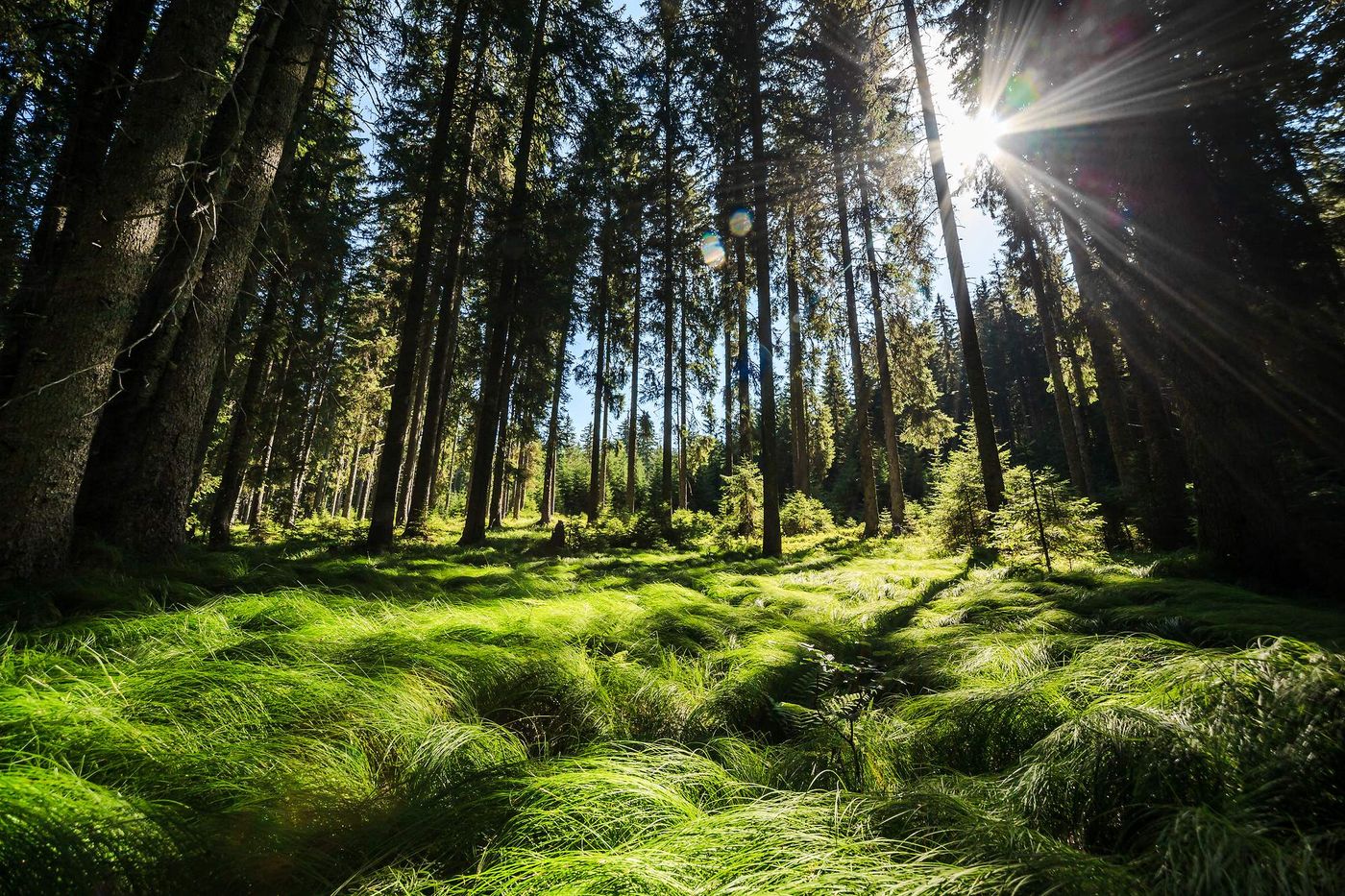 POKLJUKA forests_on_pokljuka_plateau Slovenia Juliana Alps